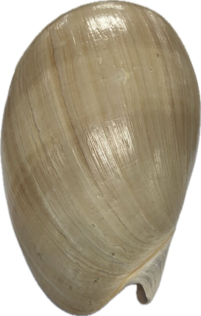 LARGE MELON SHELL
