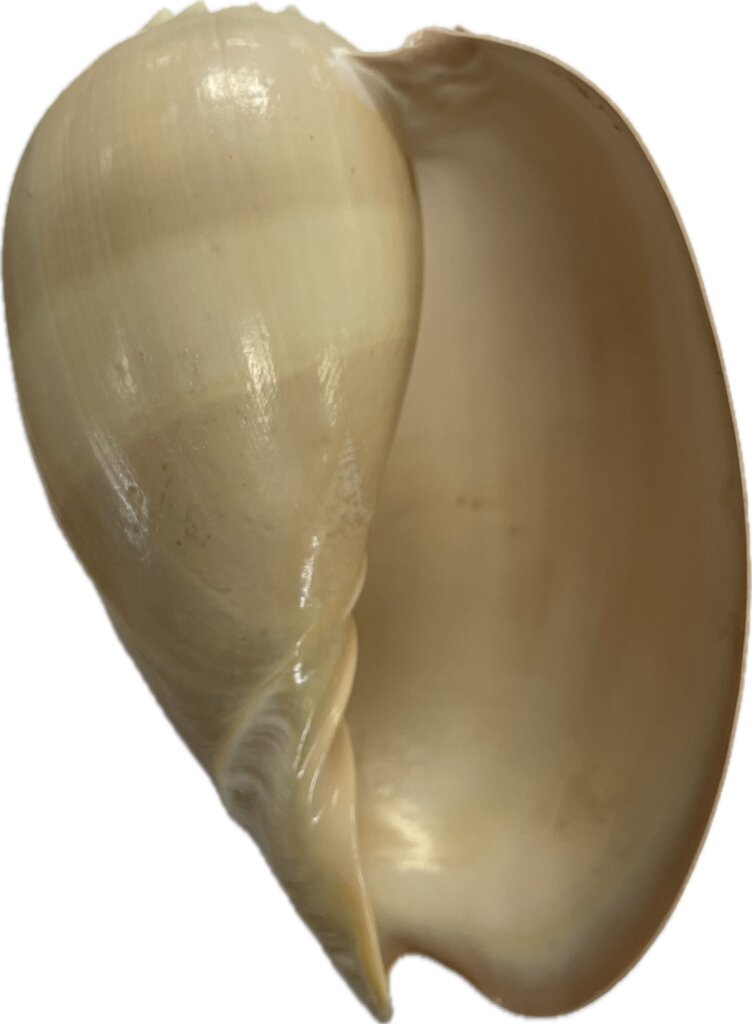 LARGE MELON SHELL