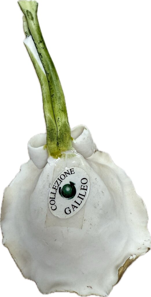 COLLEZIONE GALILEO PORCELAIN FLOWER BOUQUET AS IS