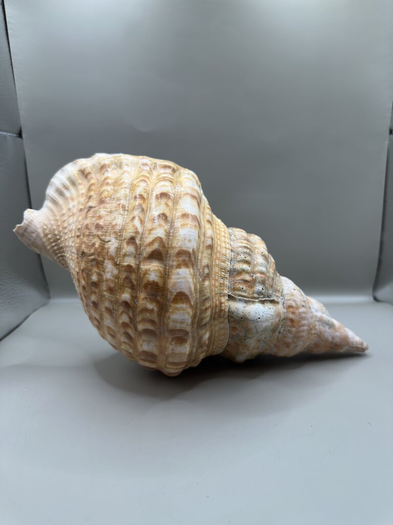 TRITIAN SHELL