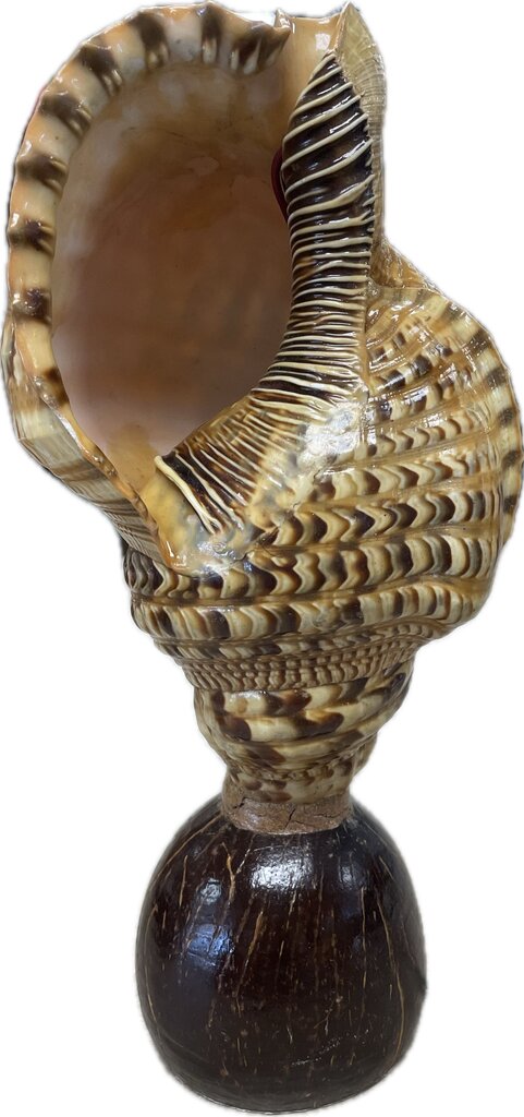RARE VINTAGE TRITON CONCH SHELL LAMP