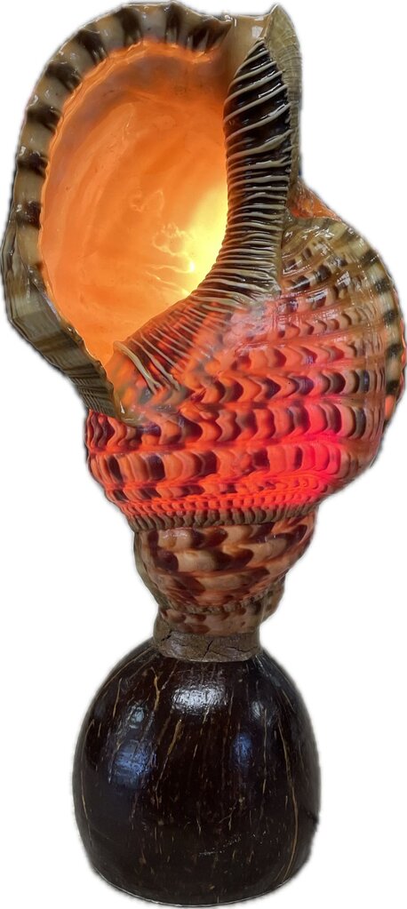 RARE VINTAGE TRITON CONCH SHELL LAMP