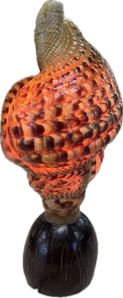 RARE VINTAGE TRITON CONCH SHELL LAMP