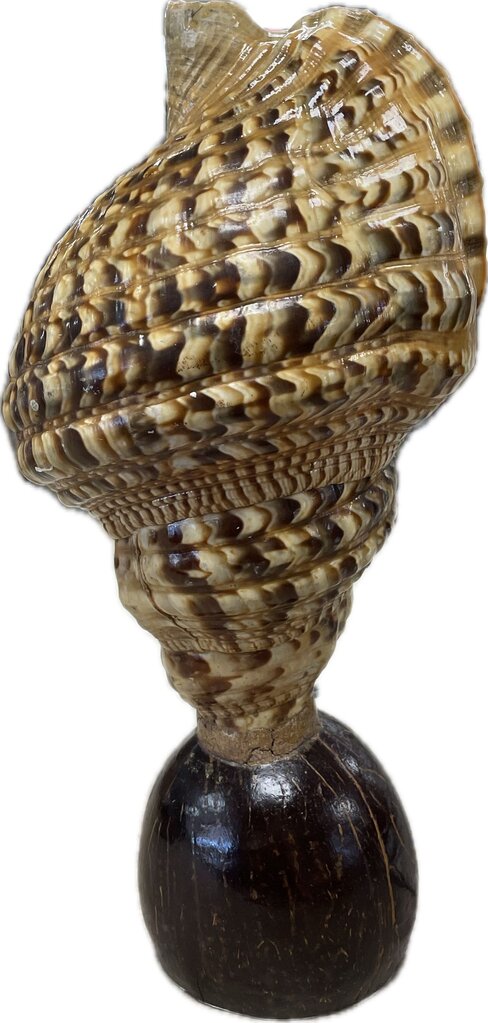 RARE VINTAGE TRITON CONCH SHELL LAMP