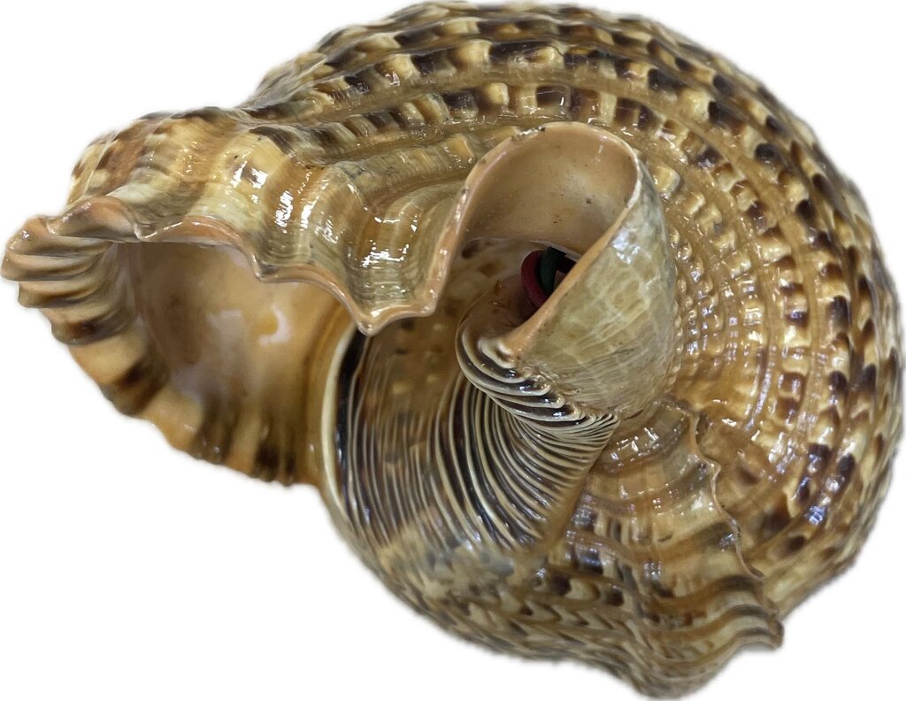 RARE VINTAGE TRITON CONCH SHELL LAMP