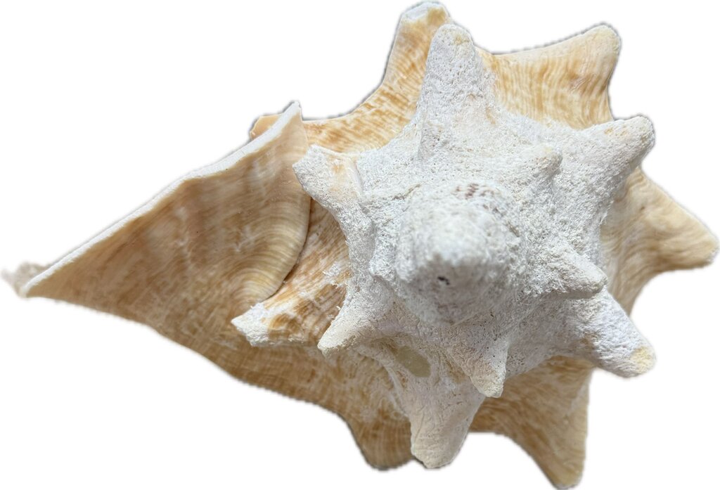 LARGE CONCH SHELL