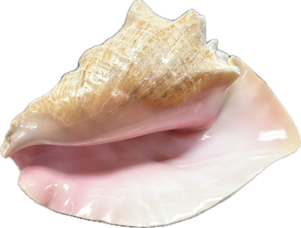 LARGE CONCH SHELL