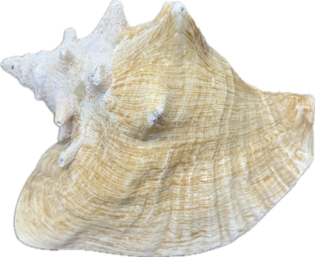 LARGE CONCH SHELL