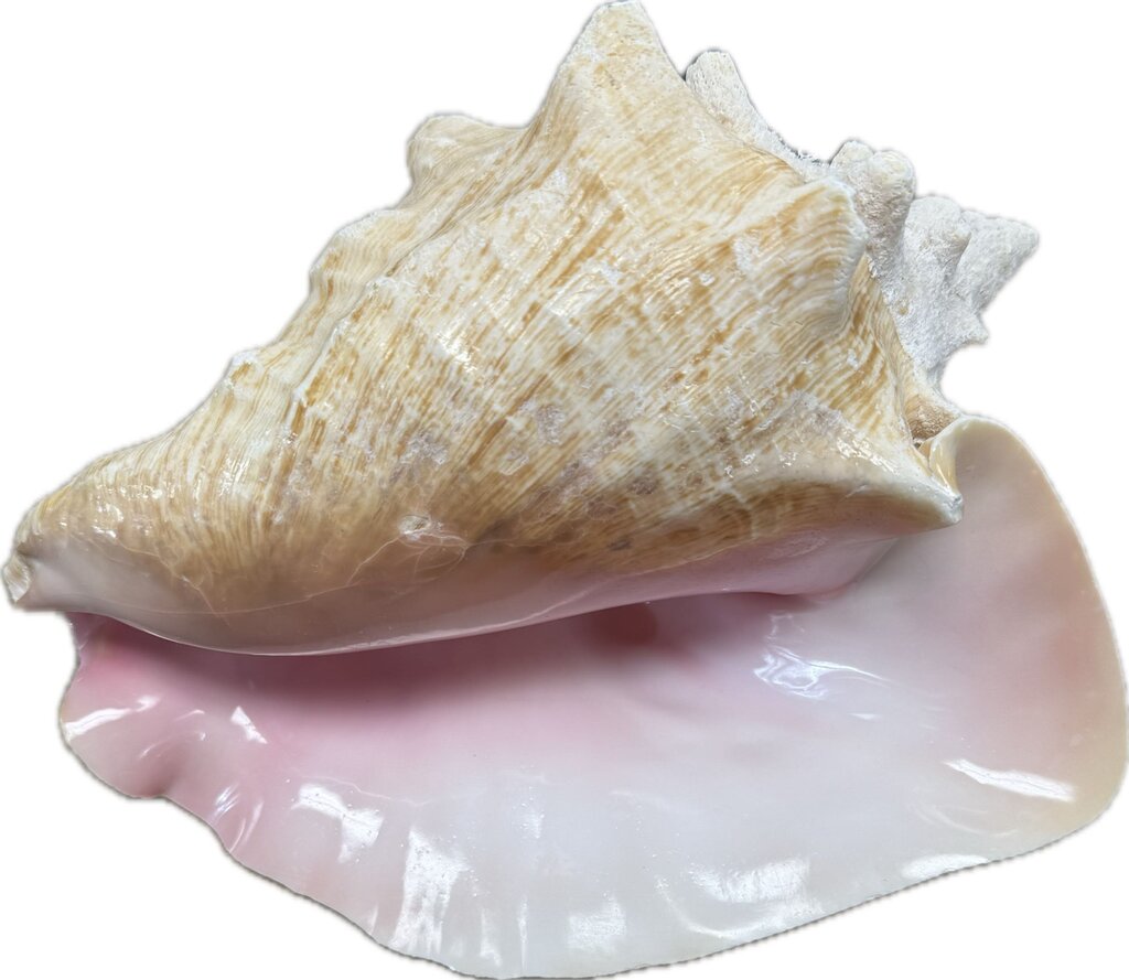 LARGE CONCH SHELL