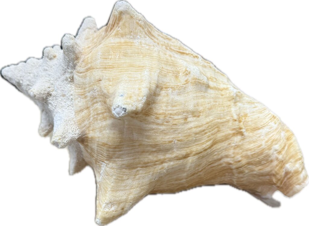 LARGE CONCH SHELL