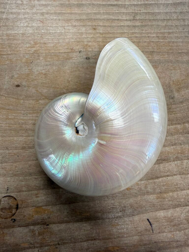 PEARLIZED NAUTILUS SHELL