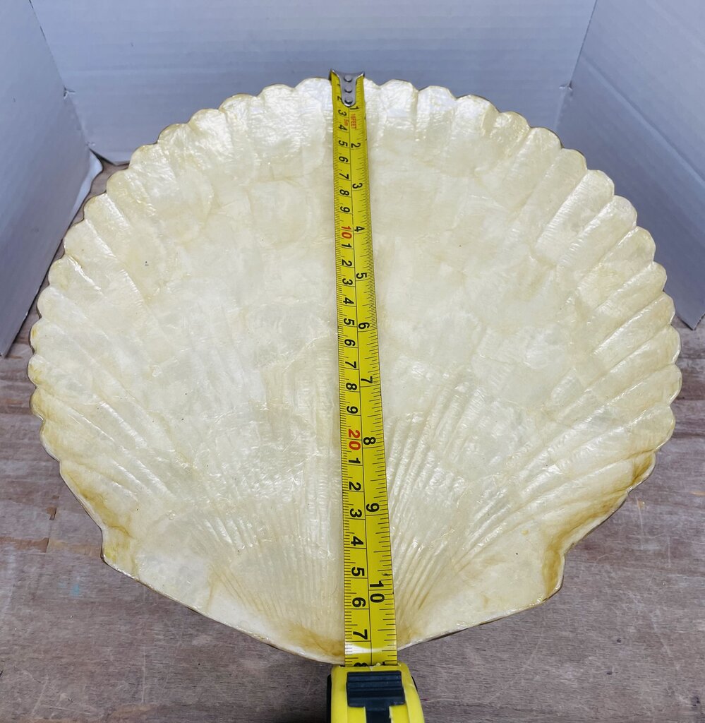ZODAX SHELL TRAY
