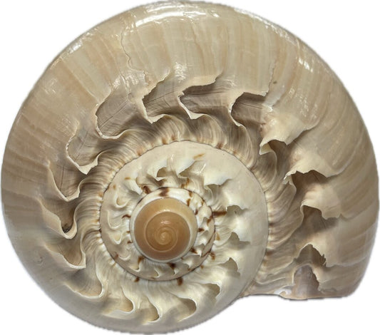 LARGE MELON SHELL