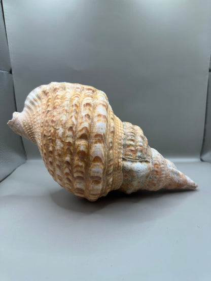 TRITIAN SHELL