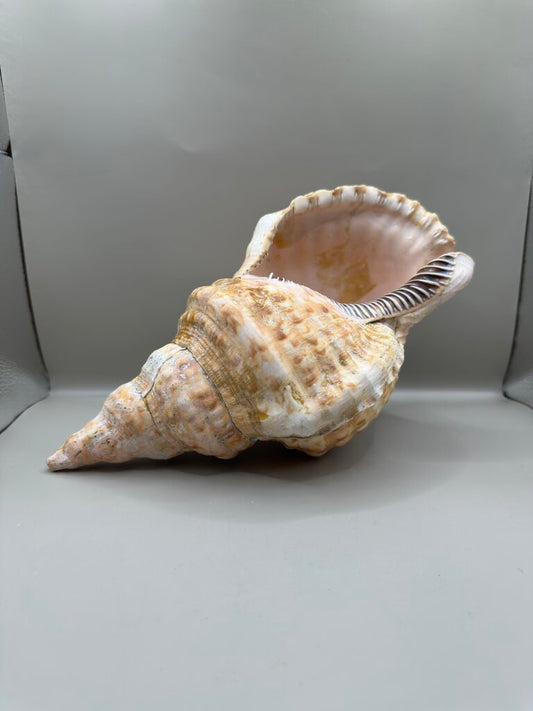 TRITIAN SHELL