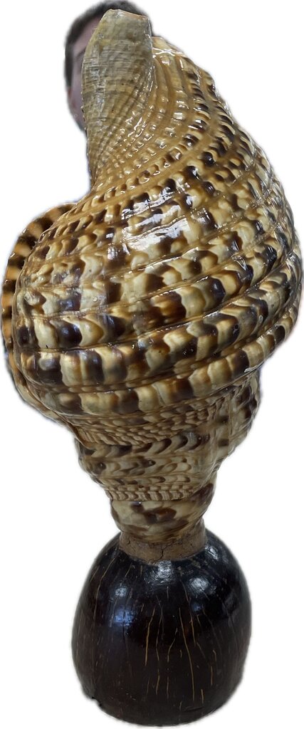RARE VINTAGE TRITON CONCH SHELL LAMP