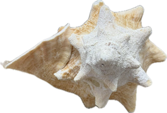 LARGE CONCH SHELL