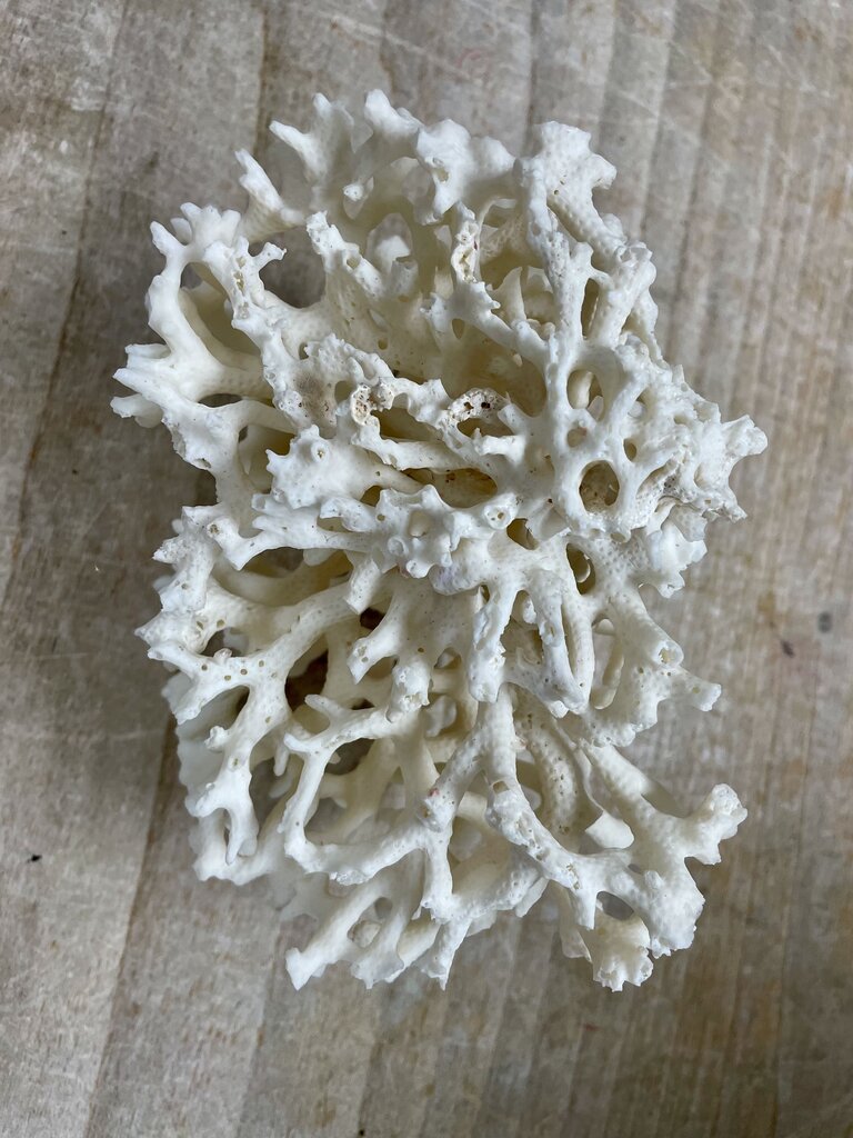 BIRDS NEST CORAL 7X4"