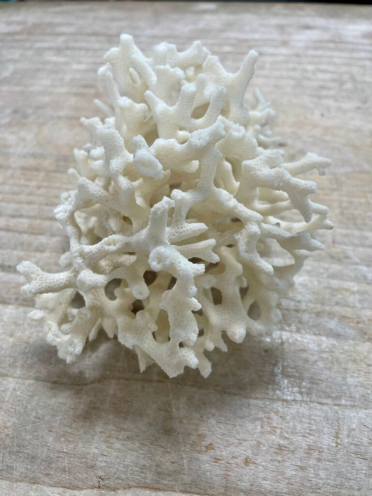 BIRDS NEST CORAL 7X4"