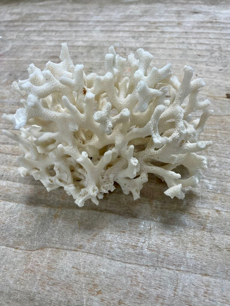 BIRDS NEST CORAL 7X4"
