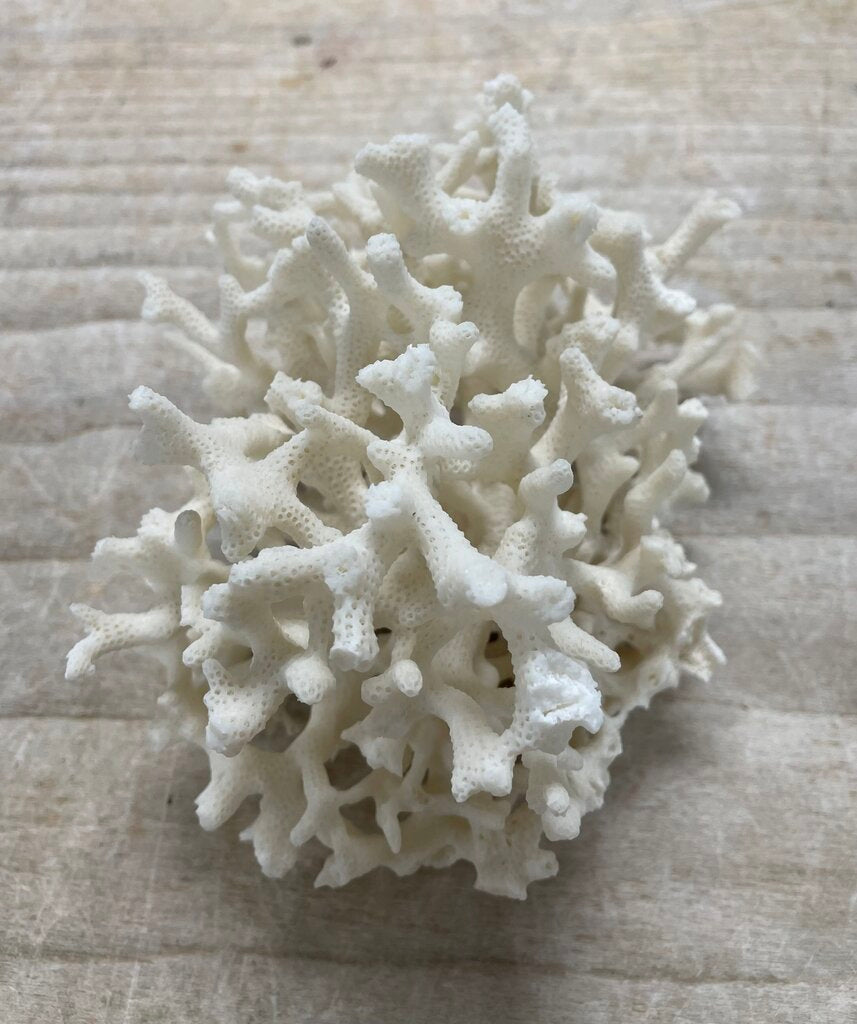 BIRDS NEST CORAL 7X4"