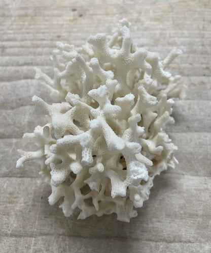BIRDS NEST CORAL 7X4"