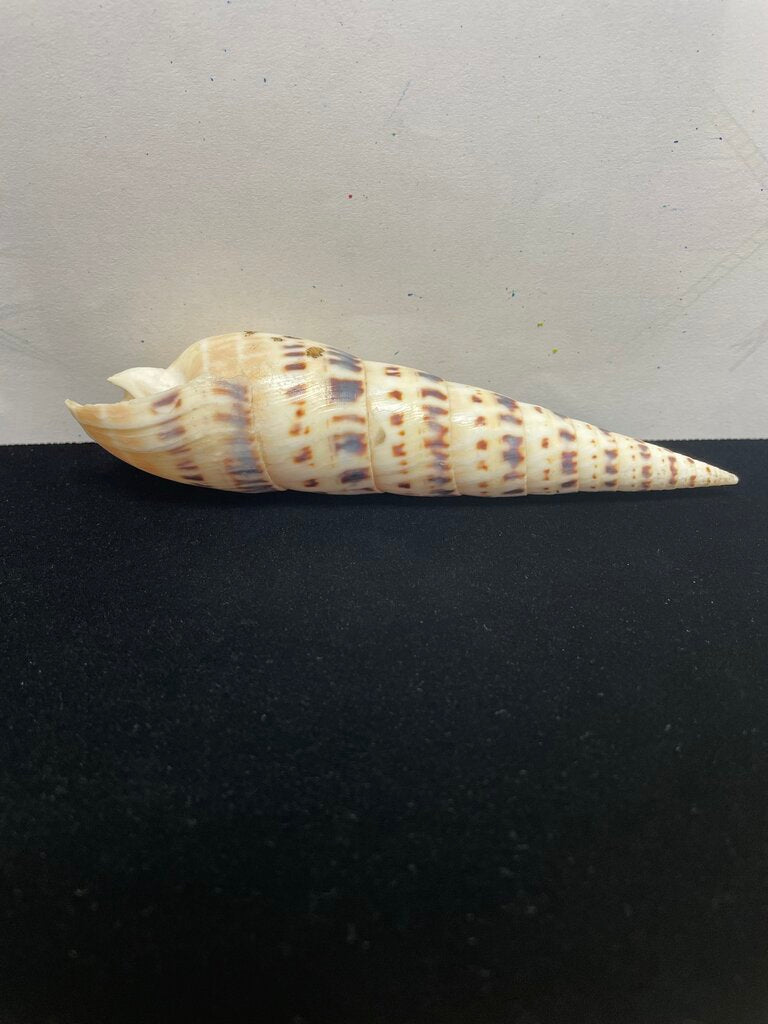 SPOTTED AUGER SHELL 5.5"