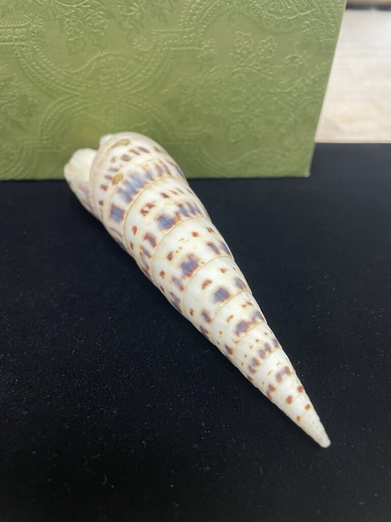 SPOTTED AUGER SHELL 5.5"