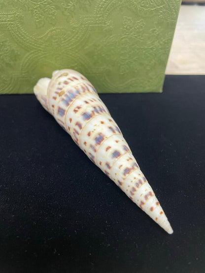 SPOTTED AUGER SHELL 5.5"