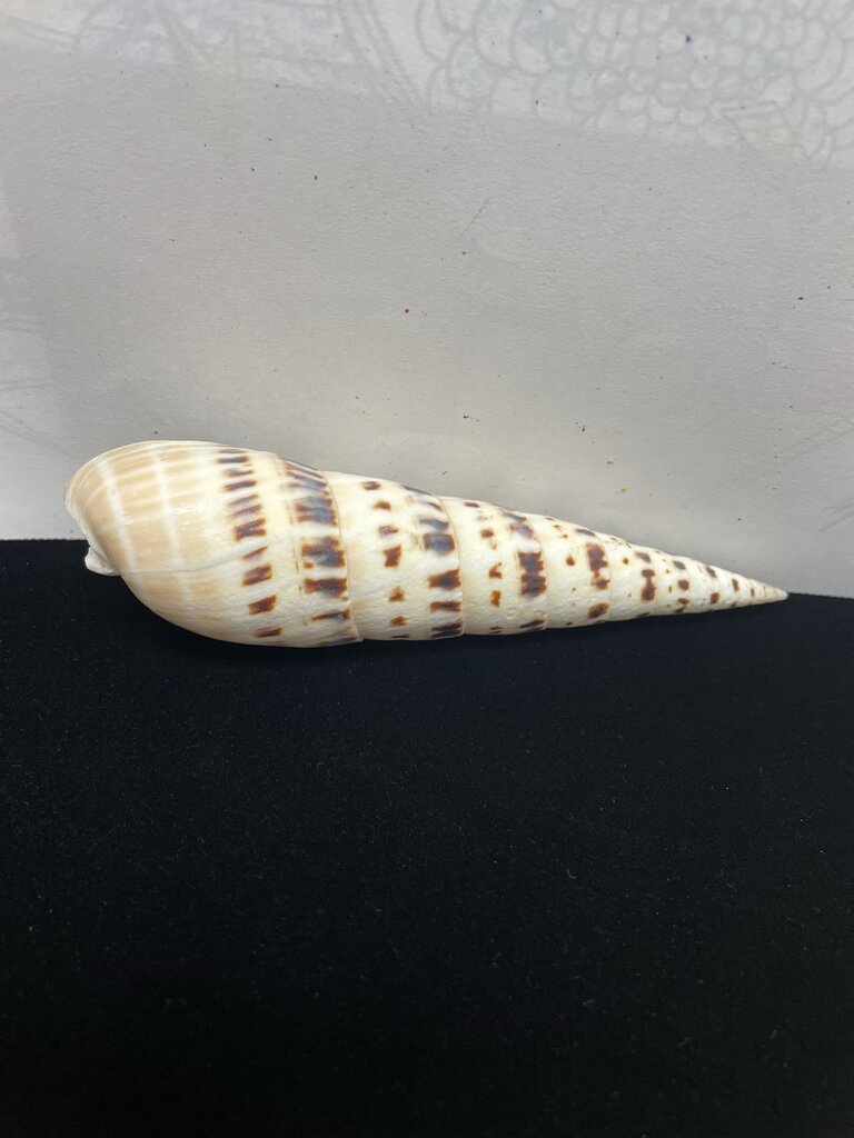 SPOTTED AUGER SHELL 5.5"