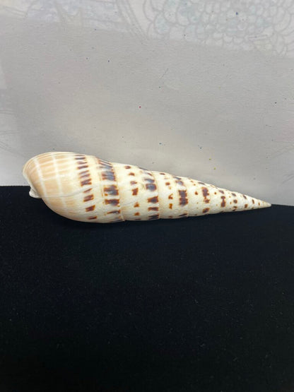 SPOTTED AUGER SHELL 5.5"