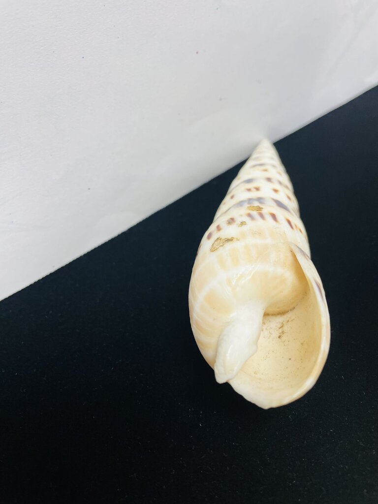SPOTTED AUGER SHELL 5.5"