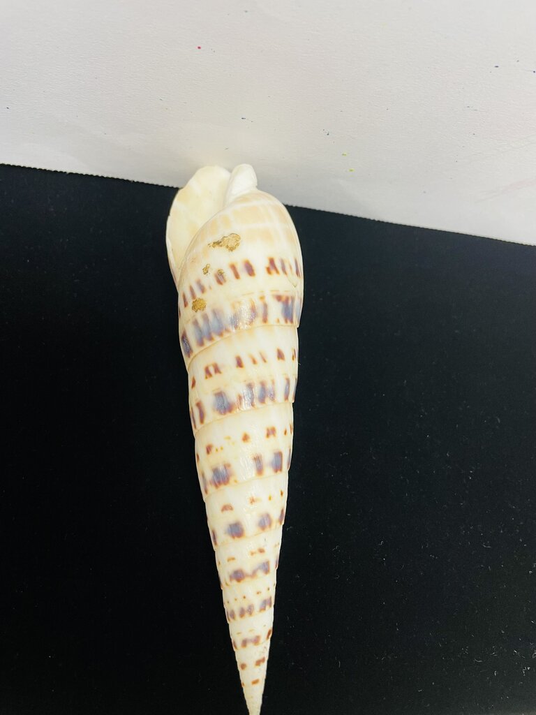 SPOTTED AUGER SHELL 5.5"