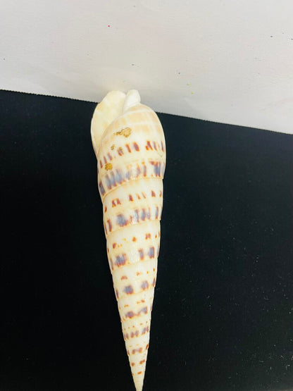 SPOTTED AUGER SHELL 5.5"
