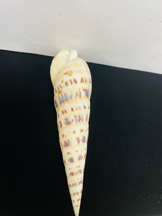 SPOTTED AUGER SHELL 5.5"