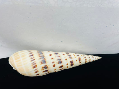 SPOTTED AUGER SHELL 5.5"