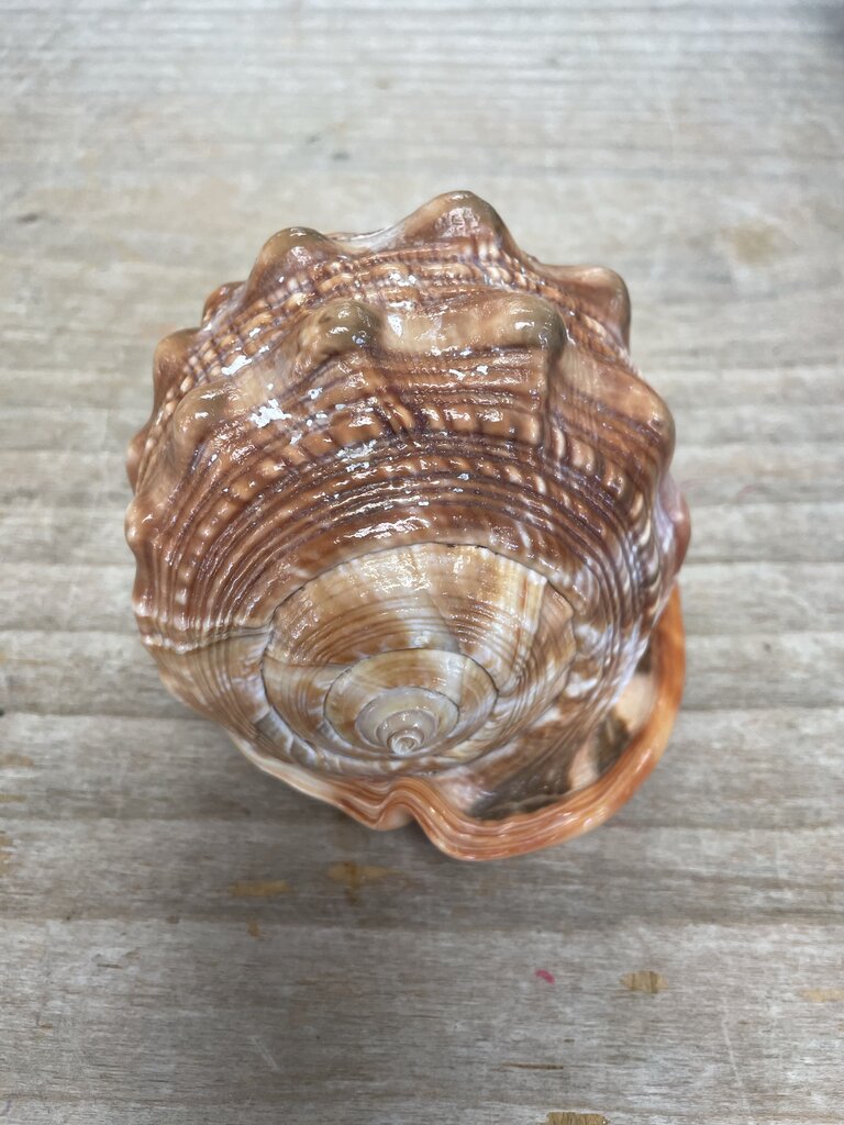 CAMEO CARVED CONCH SHELL