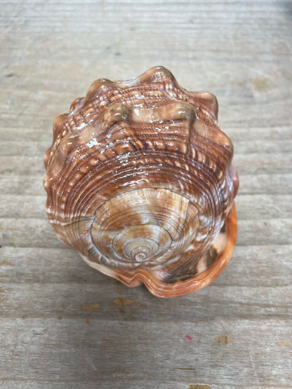 CAMEO CARVED CONCH SHELL