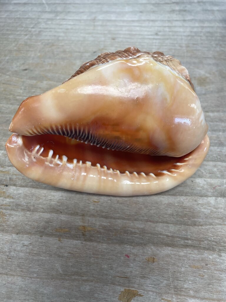 CAMEO CARVED CONCH SHELL