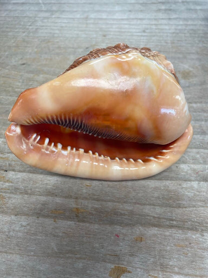 CAMEO CARVED CONCH SHELL