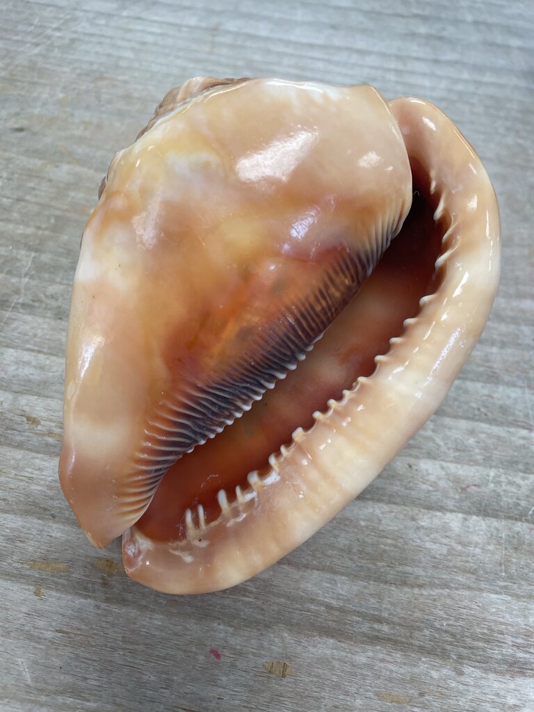 CAMEO CARVED CONCH SHELL