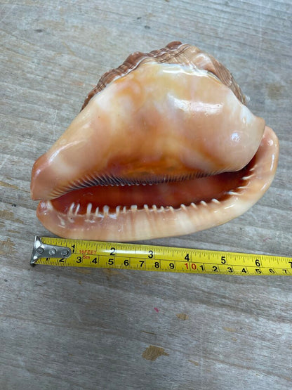 CAMEO CARVED CONCH SHELL