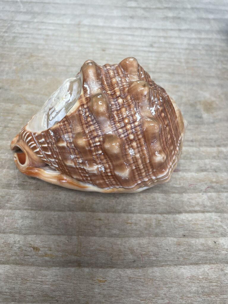 CAMEO CARVED CONCH SHELL