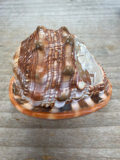 CAMEO CARVED CONCH SHELL