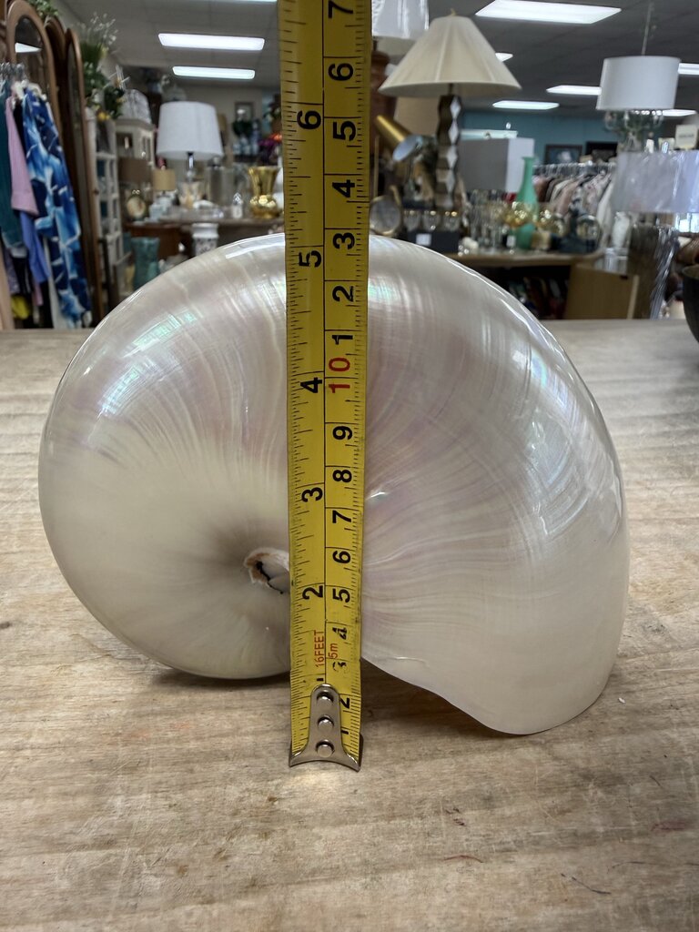 PEARLIZED NAUTILUS SHELL