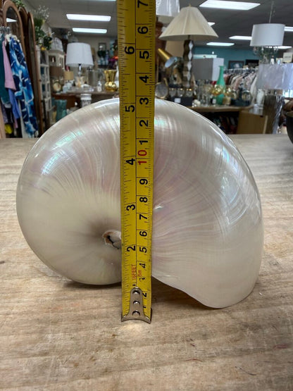 PEARLIZED NAUTILUS SHELL