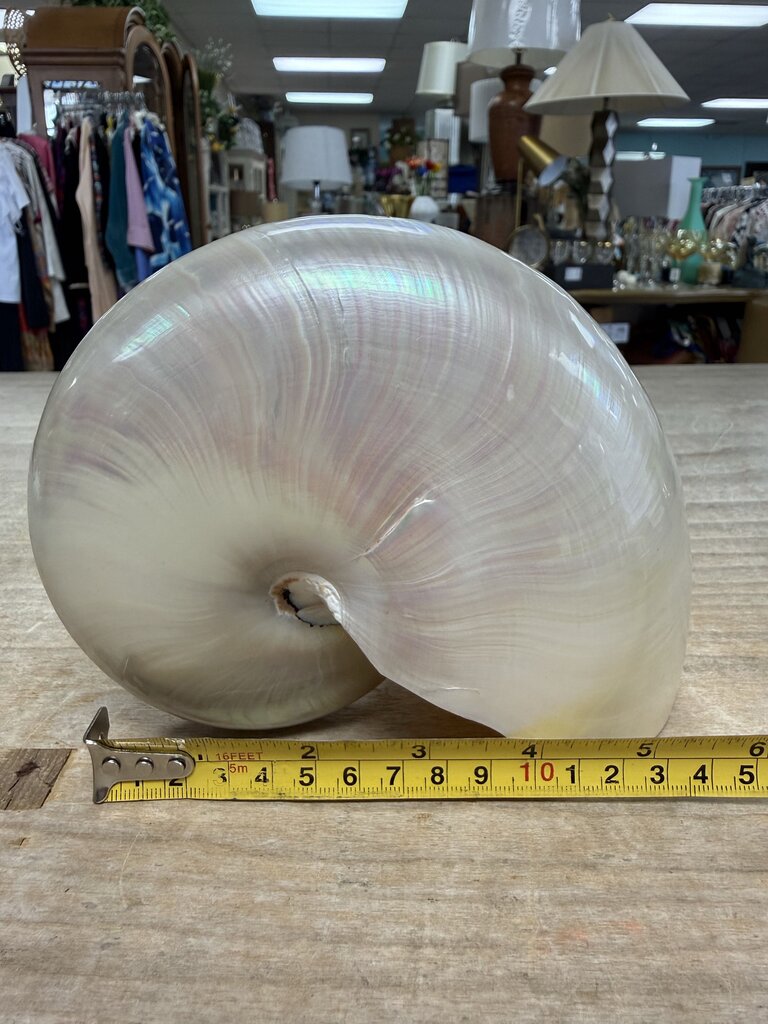 PEARLIZED NAUTILUS SHELL