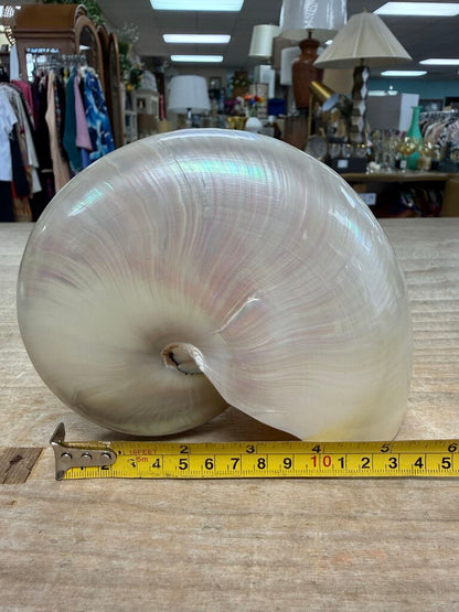 PEARLIZED NAUTILUS SHELL