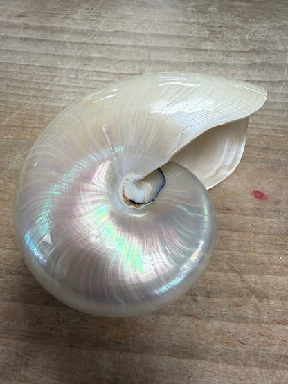 PEARLIZED NAUTILUS SHELL