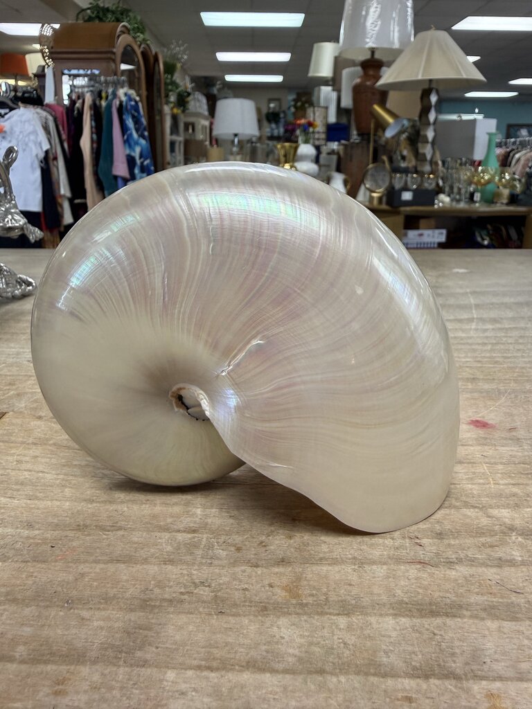 PEARLIZED NAUTILUS SHELL